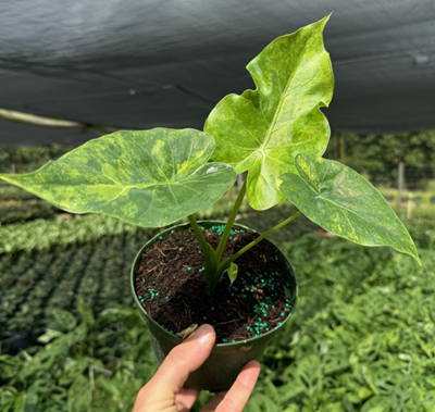 6" Alocasia Macrorrhiza Aurea